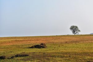 Leovegas App Review in Chhattisgarh Review 2026: Bonus, App, Withdrawal Tested